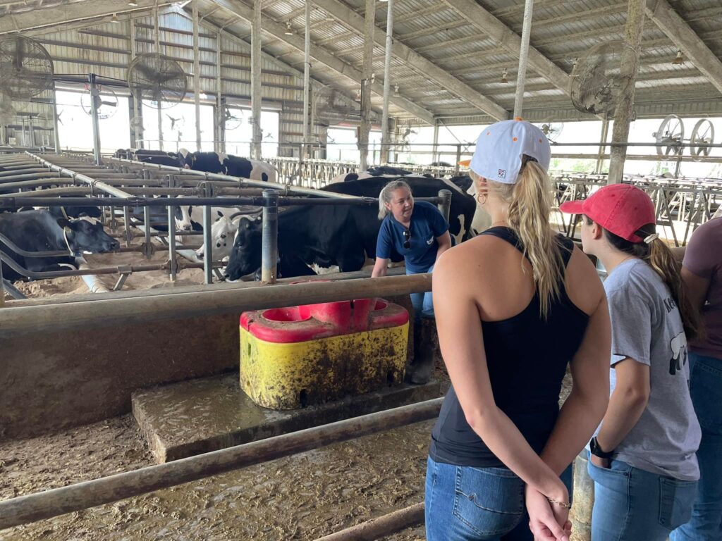 Students watching woman work with cows at dairy barn