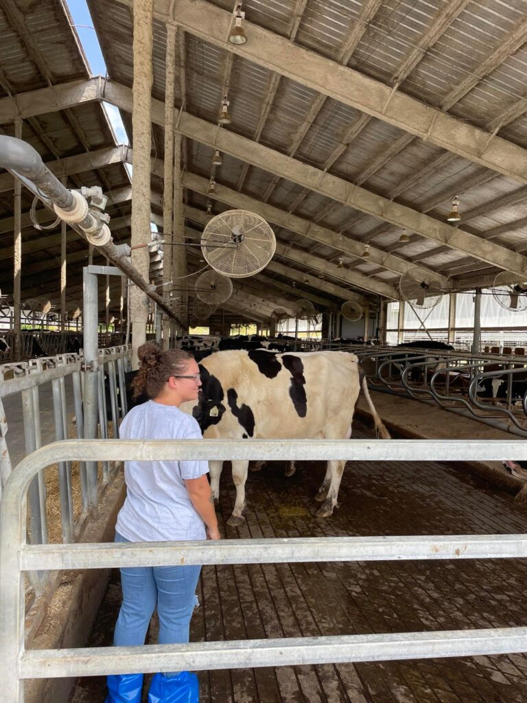 Person standing in a dairy bard with cow nearby