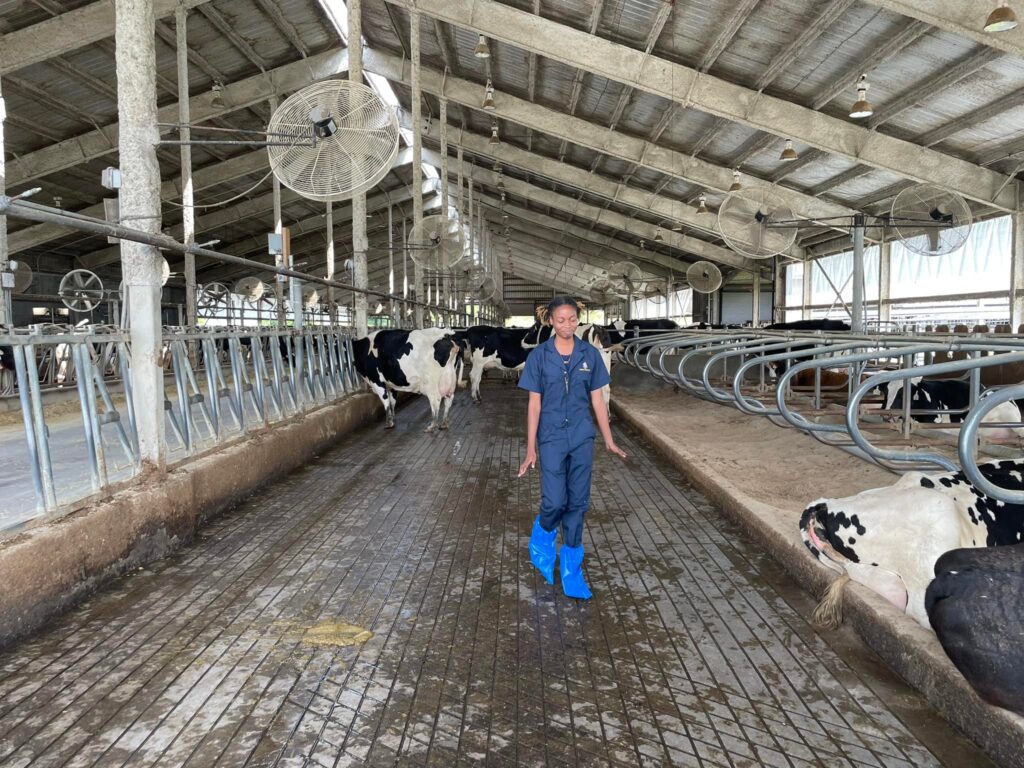 Person walking through dairy barn