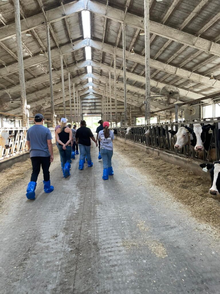 2023 Cohort walking through dairy barn with cows around them