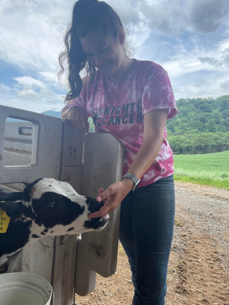 Calf licks the fingers of a woman