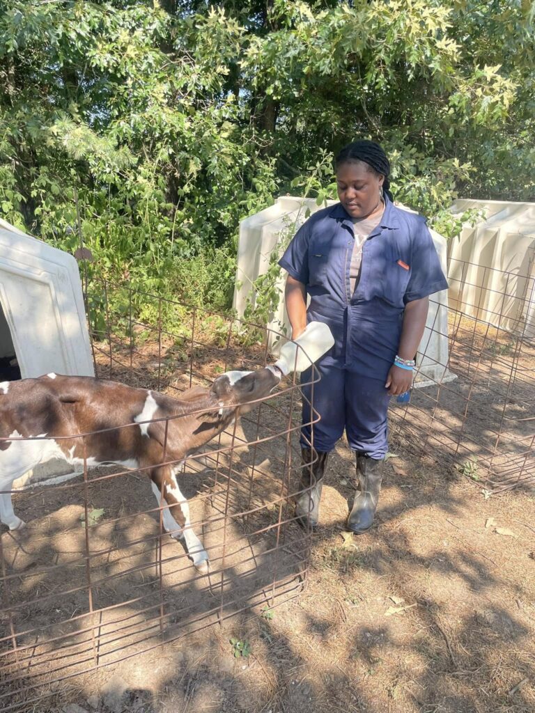 Person feeding brown and white calf from a bottle