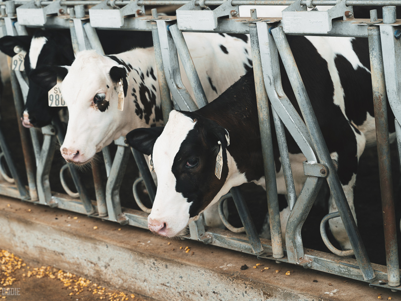 A row of black and white cows in equipment