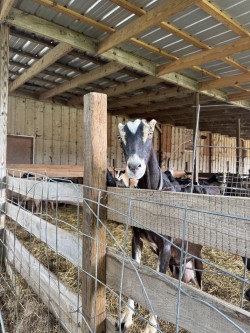 goat inside a dairy facility