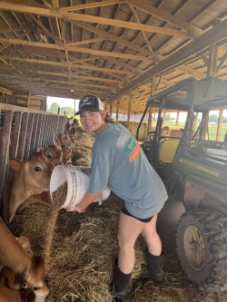 staff member feeding cattle
