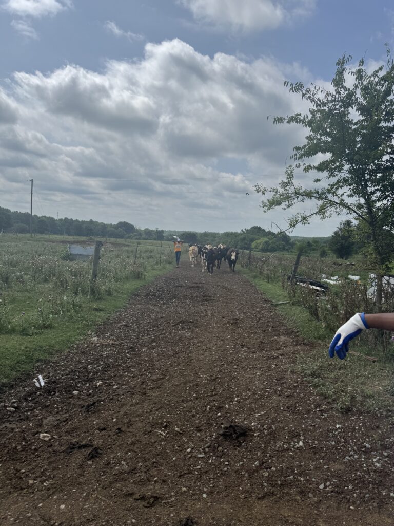 Cows walking down dirt path